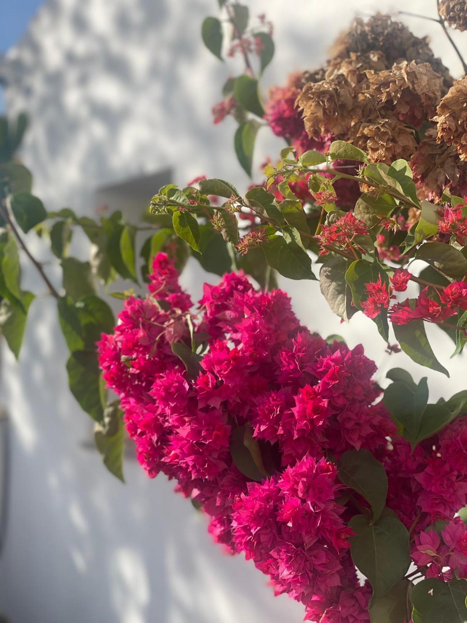 B&B Quinta A Fonte Tavira - Adults Only ภายนอก รูปภาพ